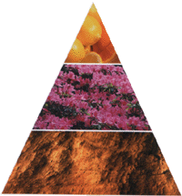 Пирамида аромата